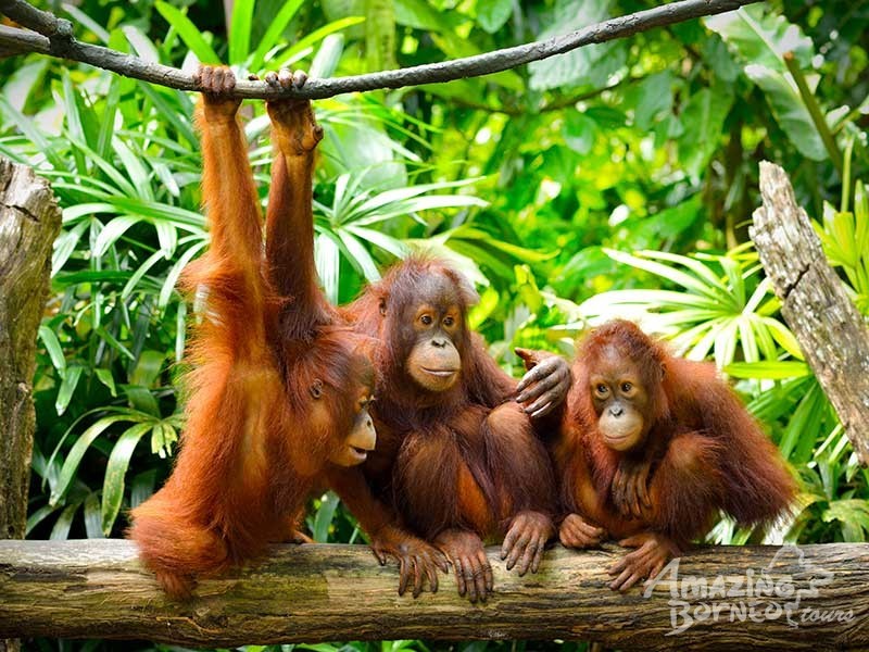 Pemandangan udara kawasan hutan dan bangunan di Sandakan, Sabah.
