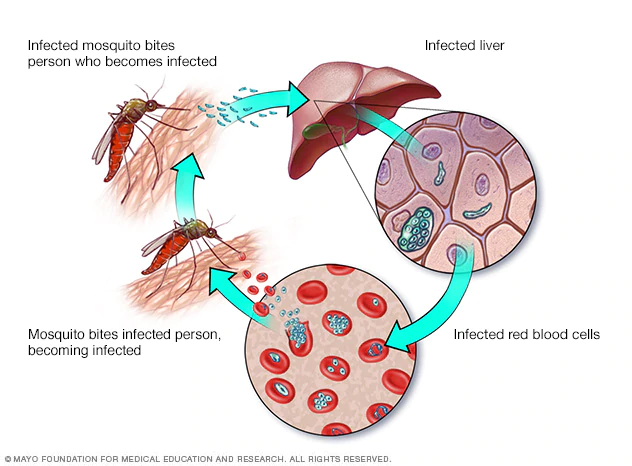 Gambar maklumat berkaitan penyakit Malaria dan nyamuk Anopheles.