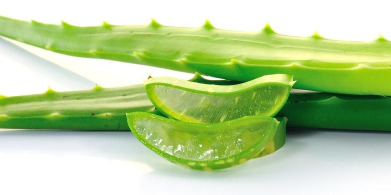 Pokok lidah buaya atau aloe vera yang segar