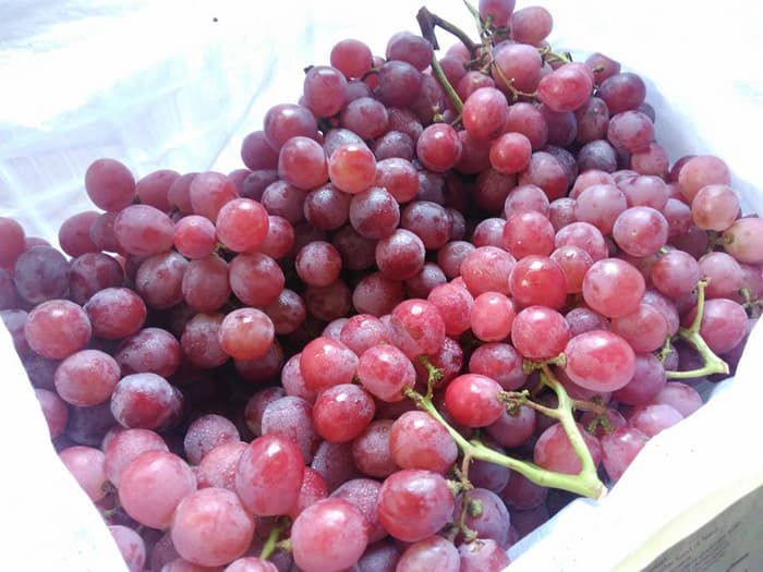 Pelbagai jenis buah-buahan segar yang baik untuk kesihatan ibu mengandung.