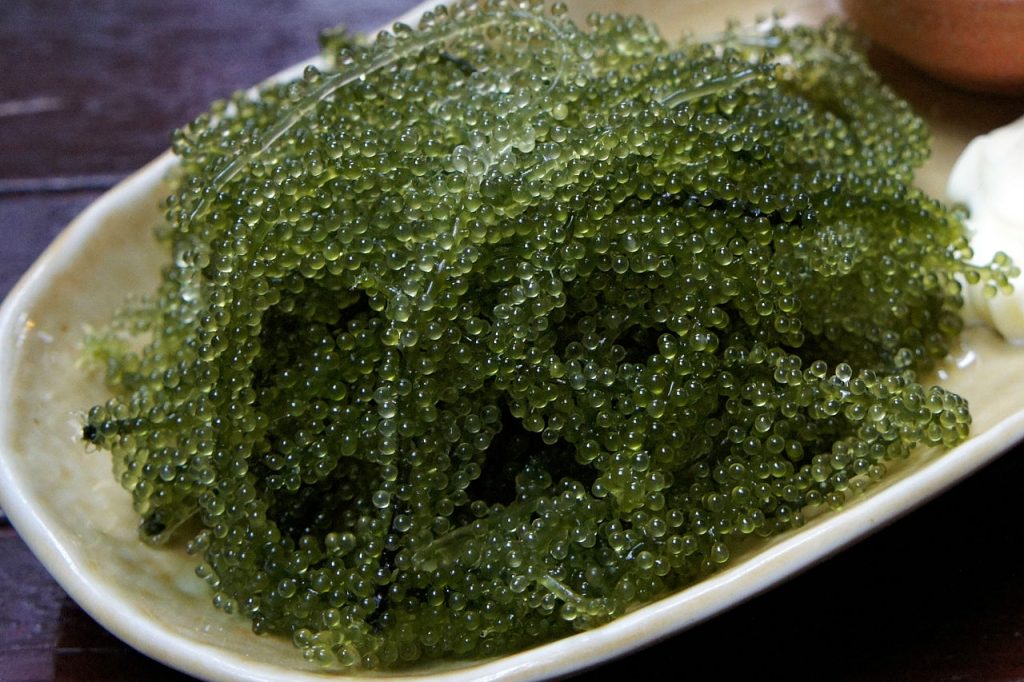 khasiat rumpai laut