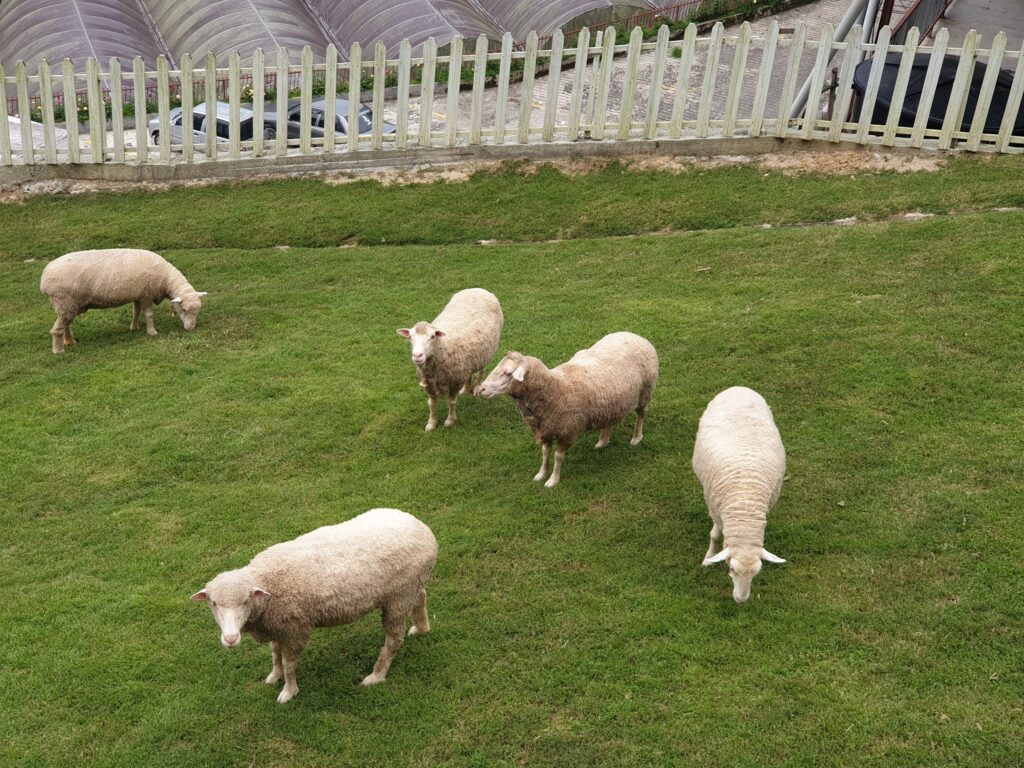 Biri-biri dan pelawat di The Sheep Sanctuary Cameron Highlands