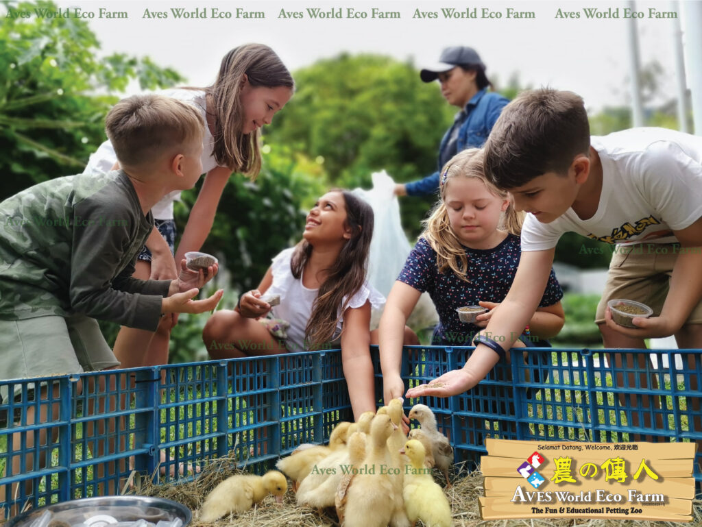 Haiwan ternakan di Aves World Eco Farm