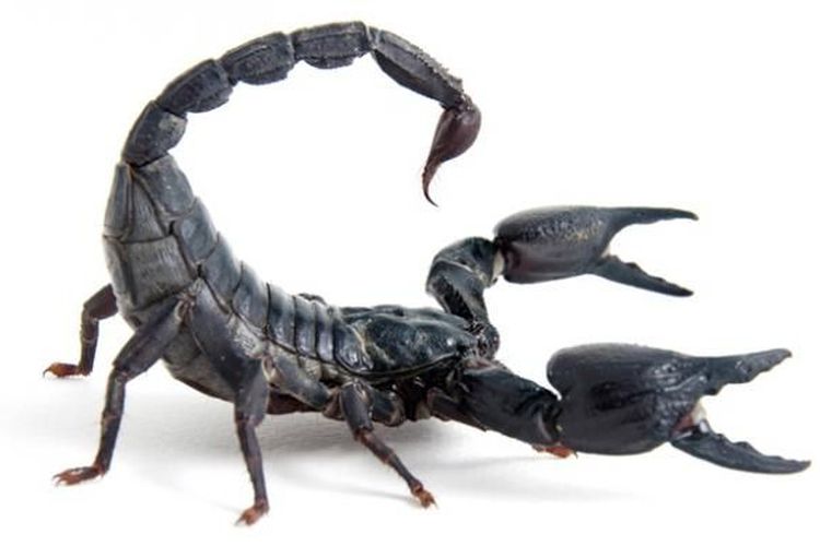 gegata