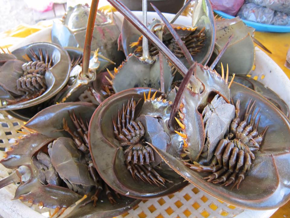 belangkas