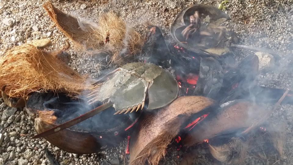 belangkas