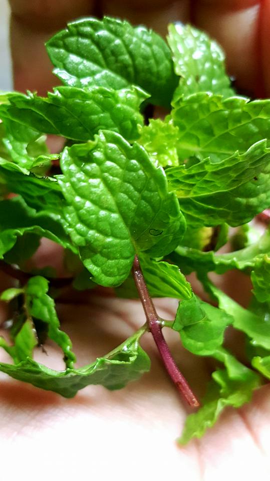 Bahan-bahan segar seperti halia, lengkuas, limau purut, bawang putih, cengkih dan daun pudina untuk resepi minyak urut.