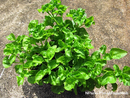 Daun bayam hijau segar