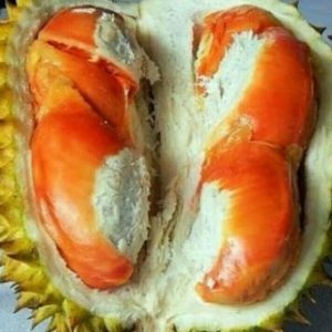 jenis durian