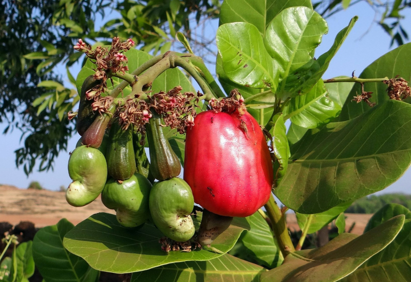 Pucuk gajus segar sebagai ulam