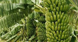 jenis pisang