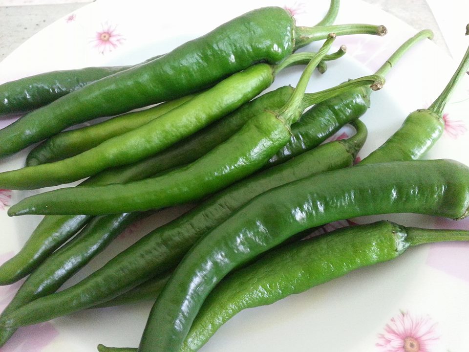 jenis cili