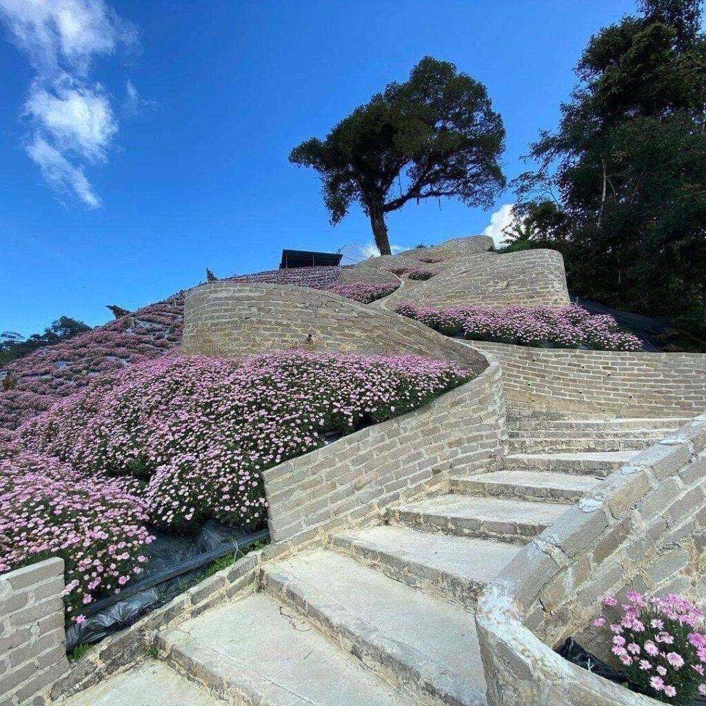 Pemandangan taman bunga Flora Park Cameron Highlands