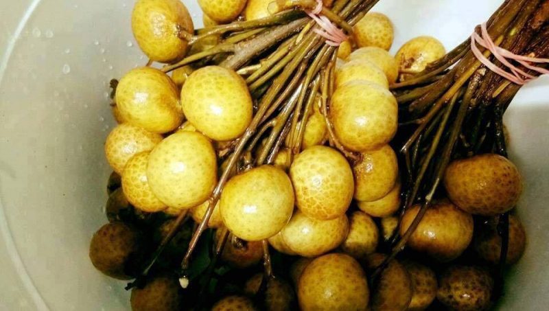 petua nenek