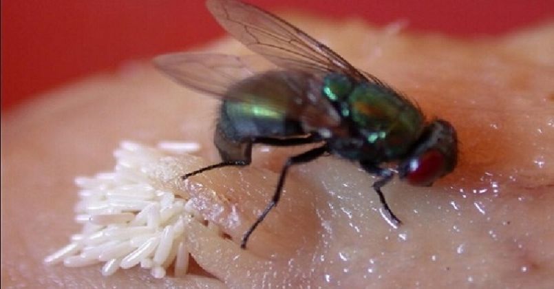 Plastik lutsinar berisi air digantung untuk menghalau lalat di kawasan makan