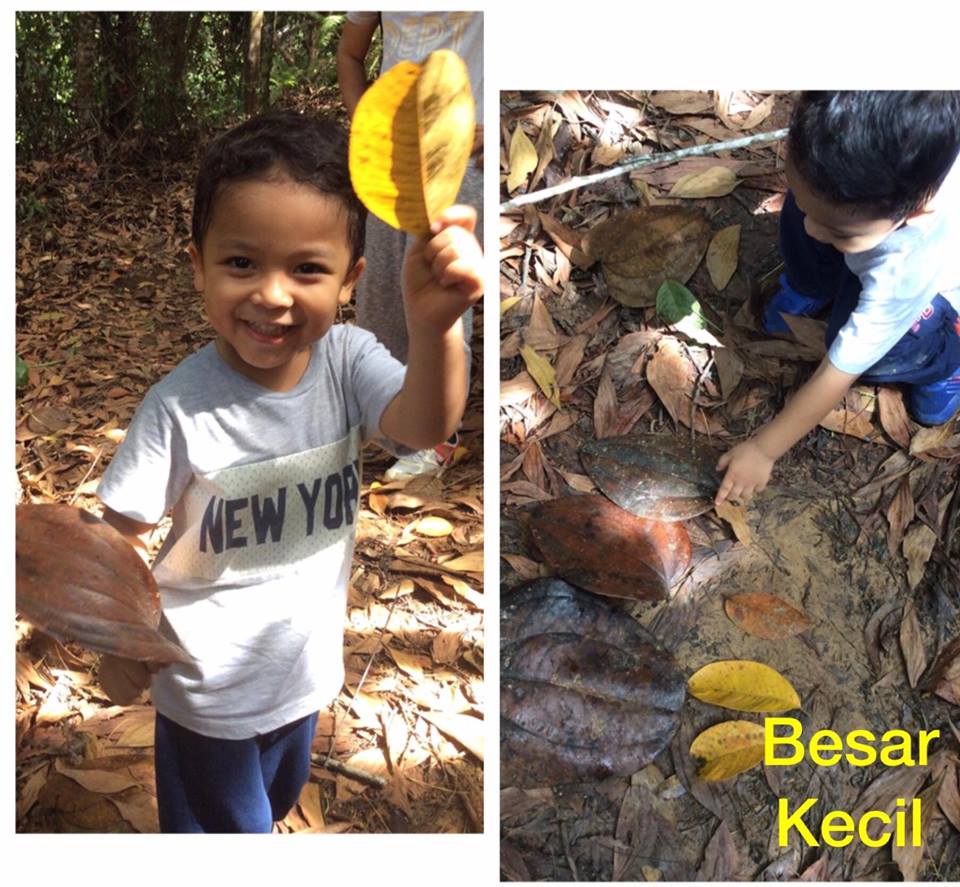 Bijirin atau objek kecil disusun mengikut saiz untuk aktiviti ukuran