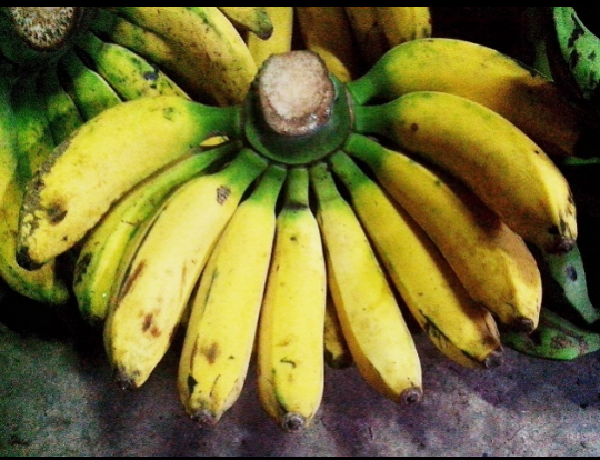 Koleksi pelbagai jenis pisang yang terdapat di Malaysia