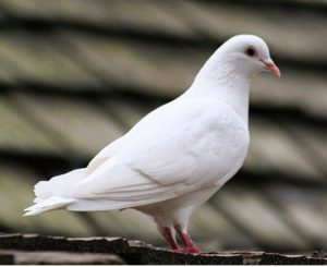 jenis burung