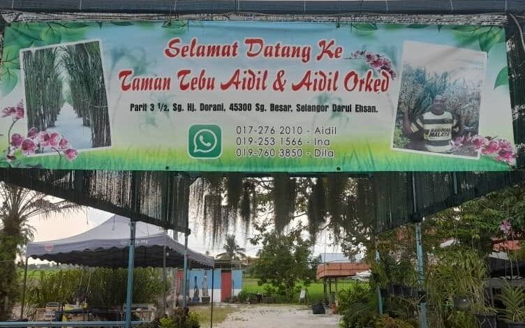 Kawasan ladang tebu dan gerai santai di Laman Tebu Aidil