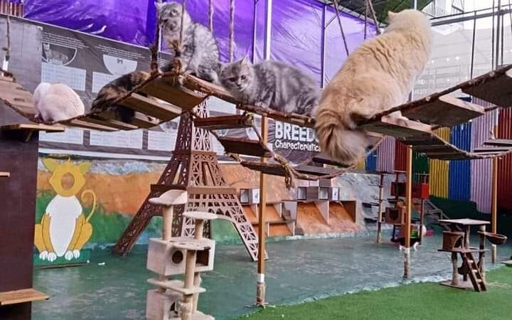 Kucing tidur rehat di Cat House Cameron Highlands