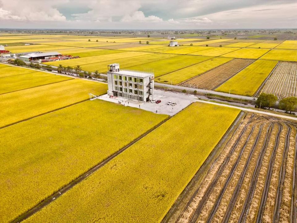 Pemandangan lanskap sawah padi hijau di Padi Sentral