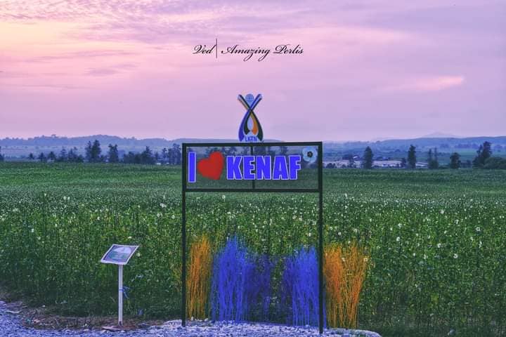 Ladang kenaf luas dengan tanaman menjulang tinggi