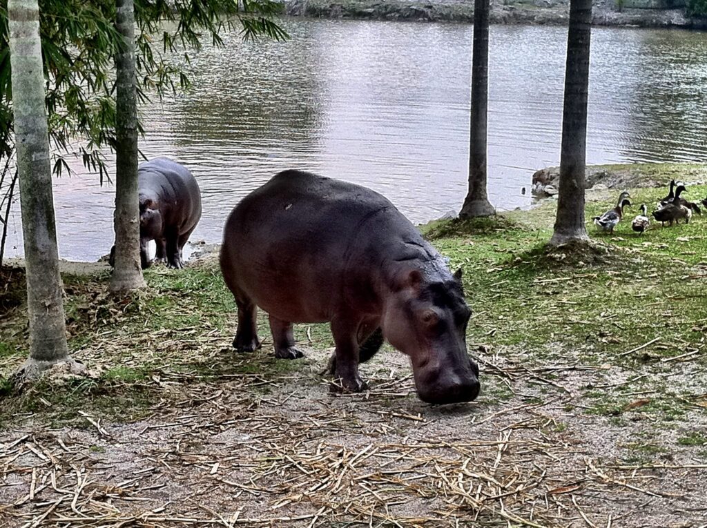 Landskap tasik di Paya Indah Wetlands