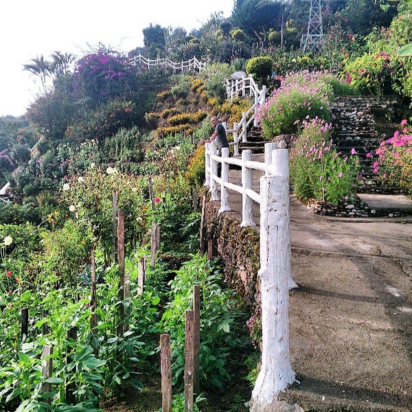 Ladang bunga biru di Blue Valley Cameron Highlands