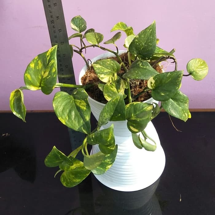 pokok hiasan dalam rumah