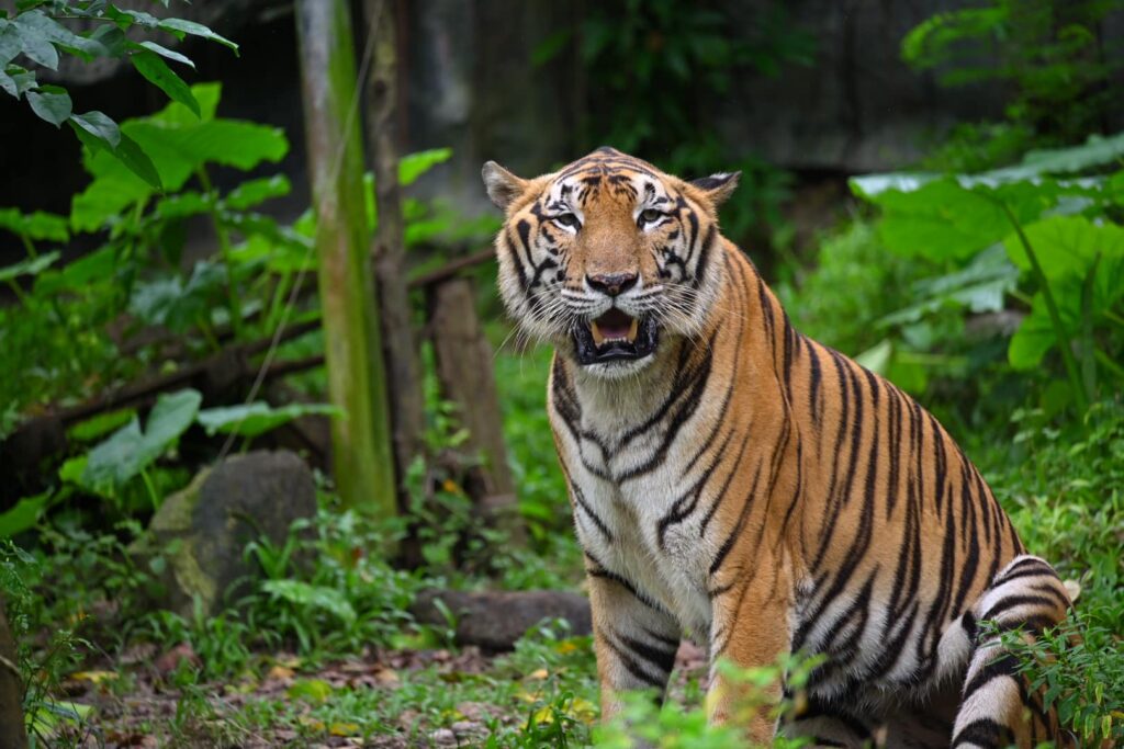 Haiwan di Songkhla Zoo