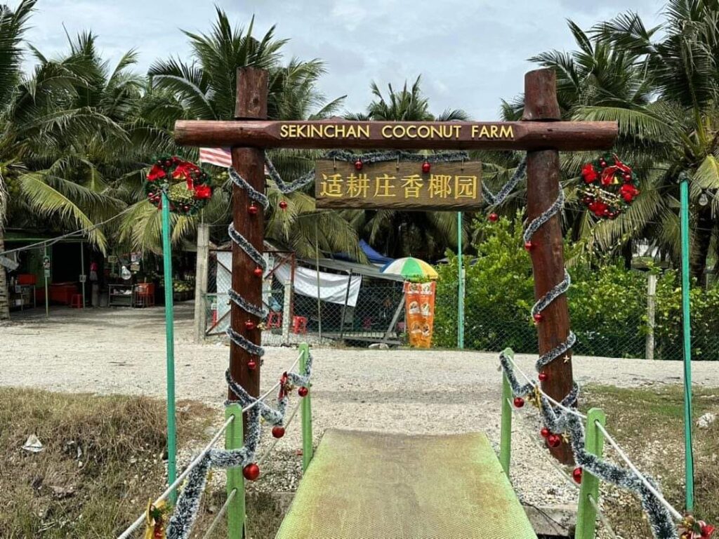 Kelapa muda segar di ladang kelapa Sekinchan
