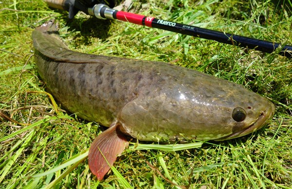 Ikan haruan segar di atas pinggan kertas, ikan air tawar popular untuk perubatan