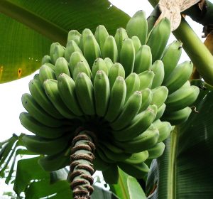 jenis pisang