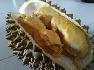 jenis durian