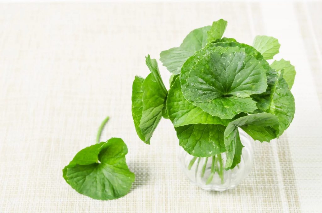 masker daun pegaga