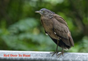 jenis burung
