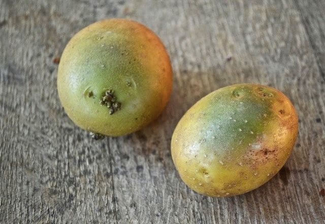 Ubi kentang yang telah bertukar warna hijau dan tumbuh tunas berbahaya dimakan.
