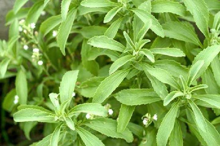 kebaikan stevia