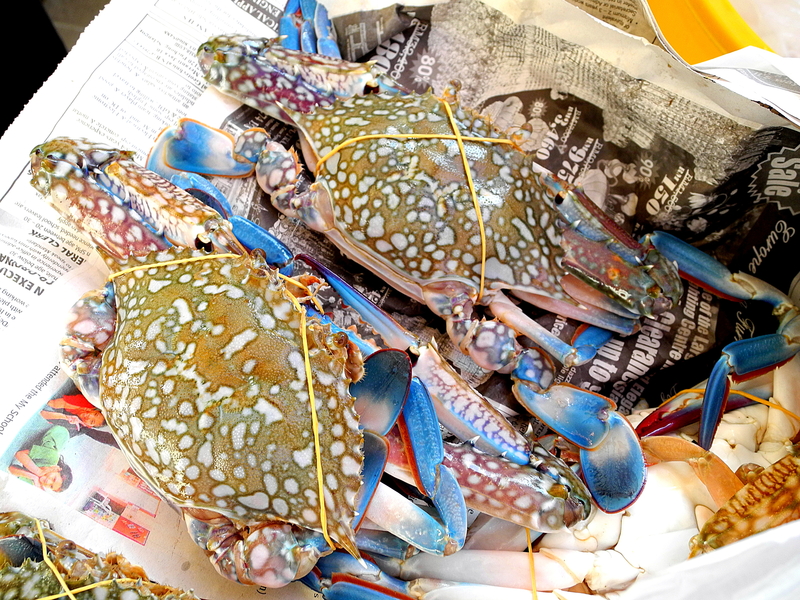 jenis ketam