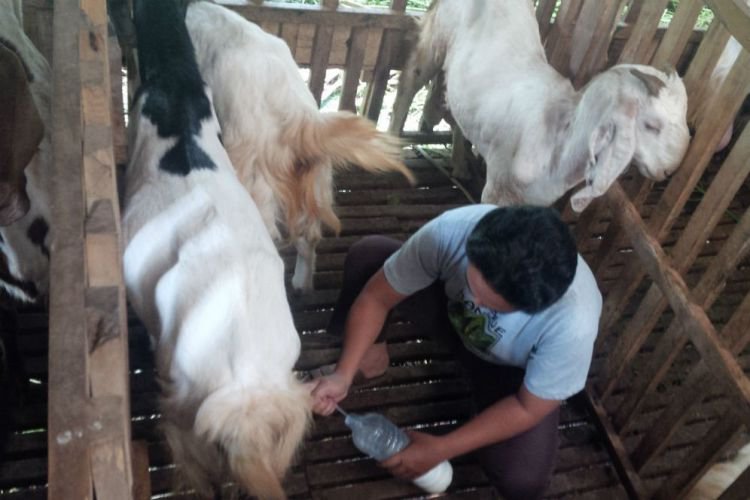Pemilik memerah susu kambing di ladang