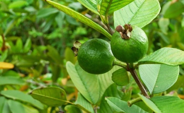 mulut berbau