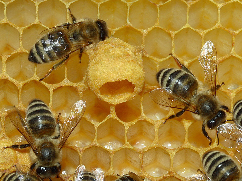 Bekas kaca berisi royal jelly dikelilingi oleh bunga-bungaan.