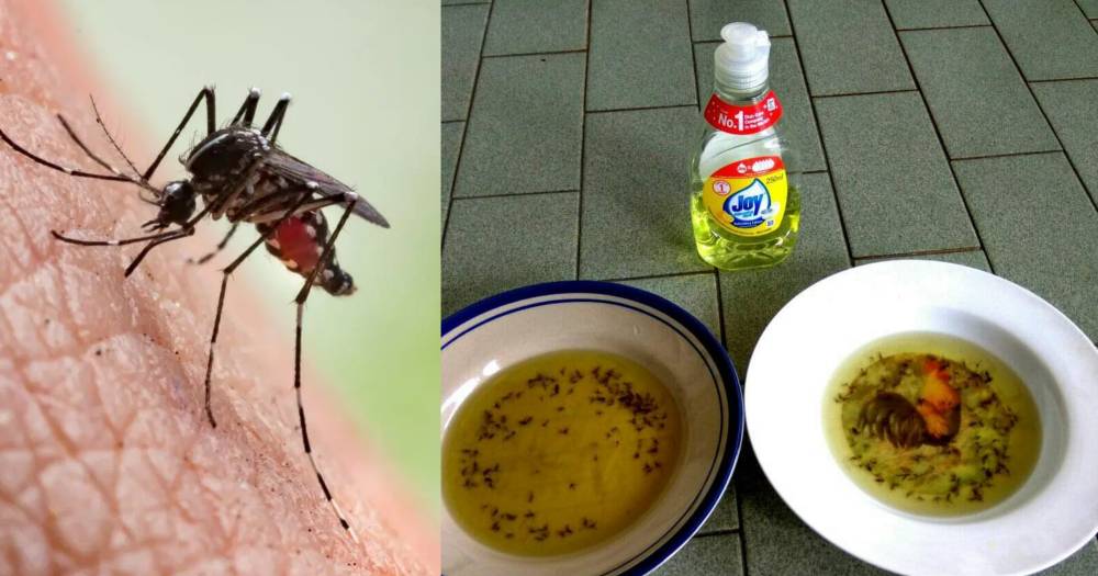diy perangkap nyamuk