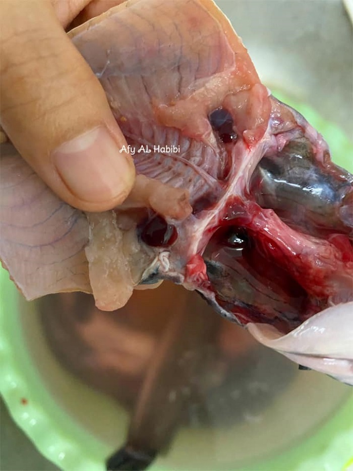 ikan keli