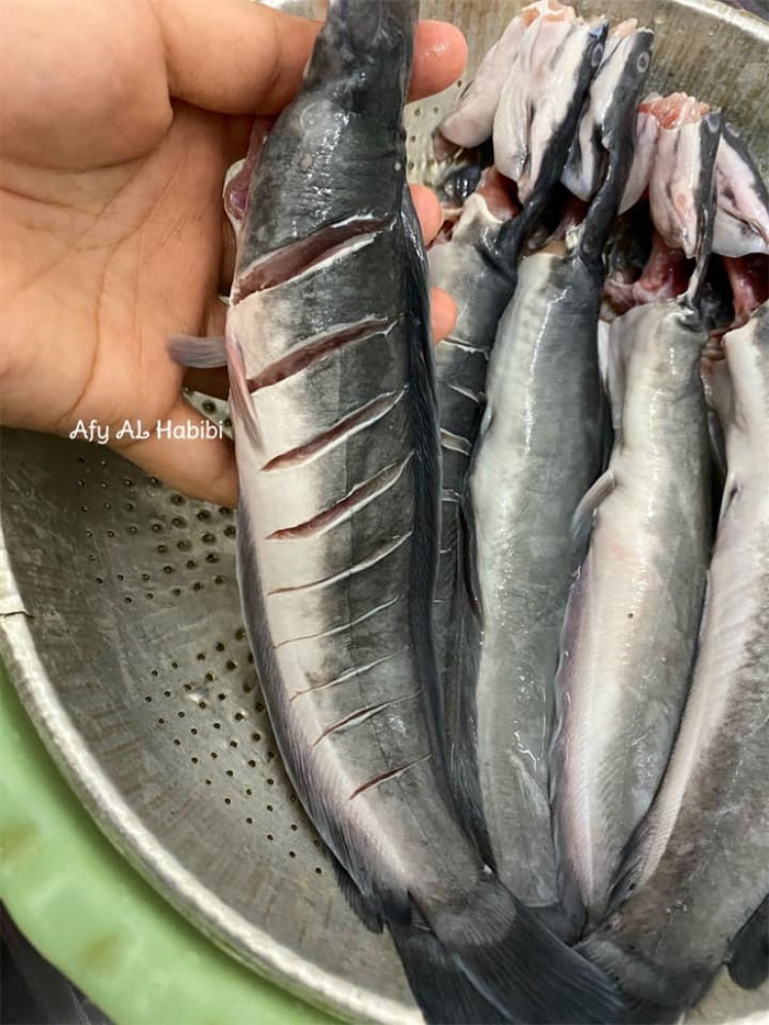 ikan keli