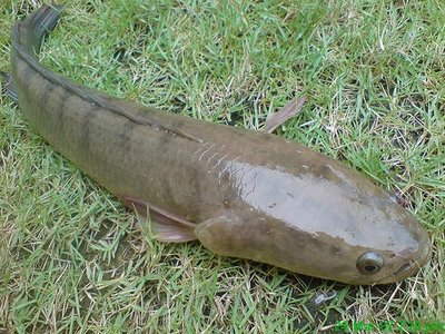 Khasiat ikan haruan