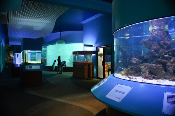 Akuarium dan Muzium Marin Sabah