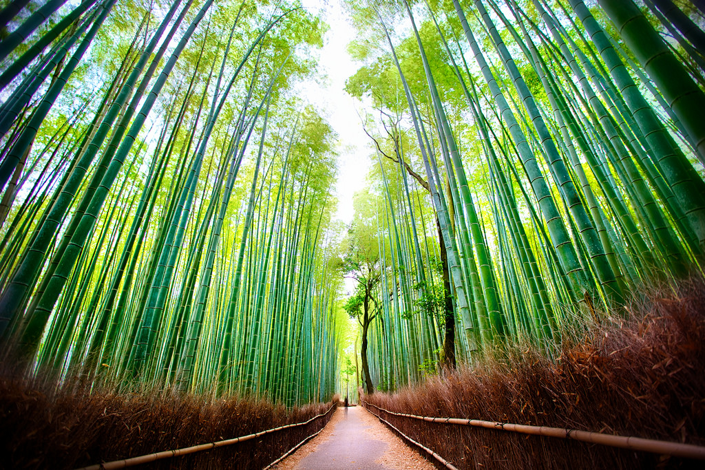 Hutan buluh Arashiyama yang mendamaikan