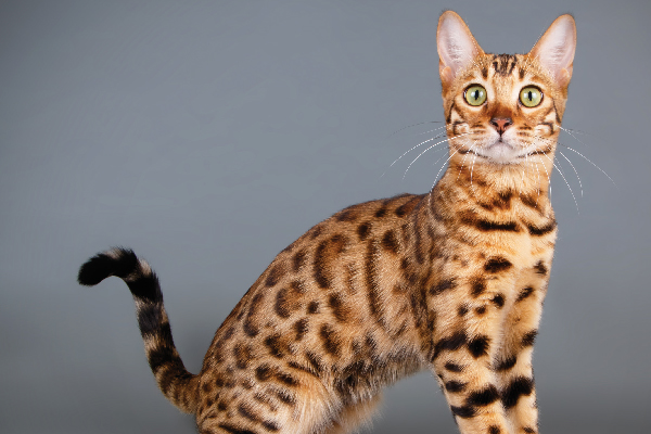 Koleksi imej pelbagai jenis kucing popular di Malaysia