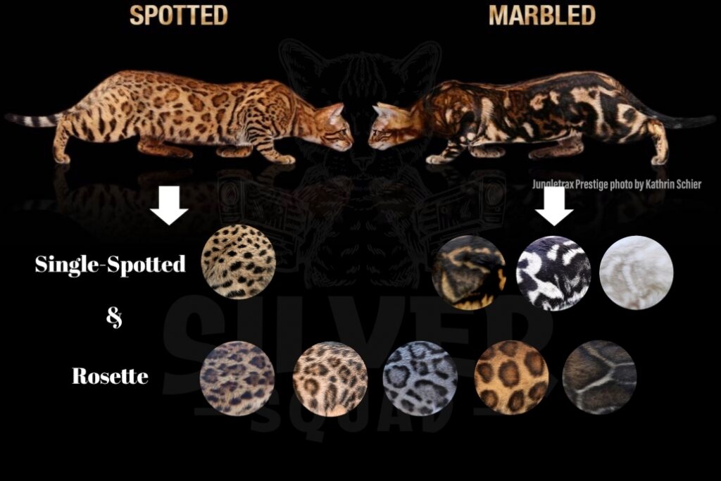 Carta pelbagai corak bulu kucing Bengal